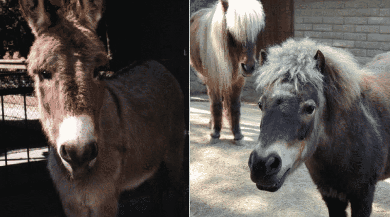 A pack of dogs killed a miniature horse at the California zoo