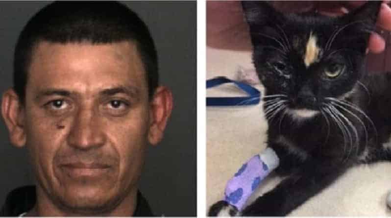 Californian first locked the kitten in the freezer, and then threw it out the window