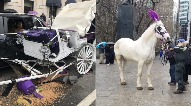A frightened horse caused the accident in new York
