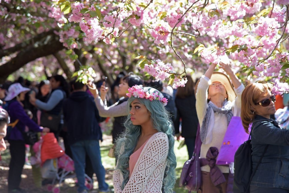 In new York a festival of Sakura Matsuri: what you need to know