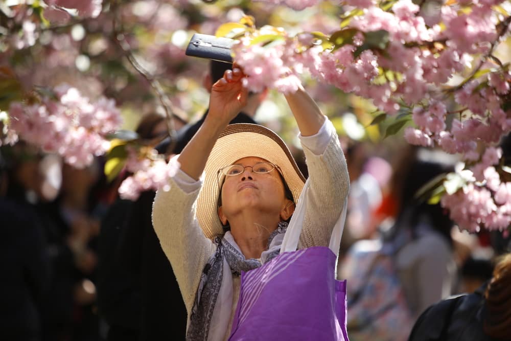 In new York a festival of Sakura Matsuri: what you need to know