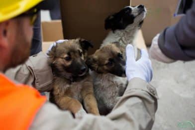 Nearly 200 of the Chernobyl puppies will find a home in the US (photos)
