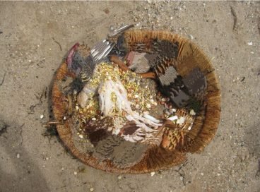On the beach in new York found «the headless ritual» of birds (photo)
