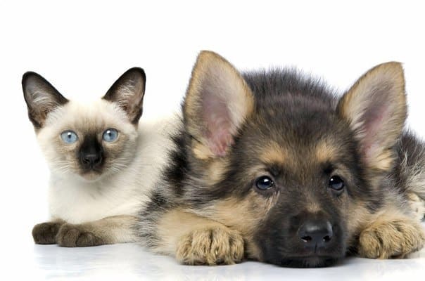 In the United States are collected at the Federal level to ban the eating of cats and dogs