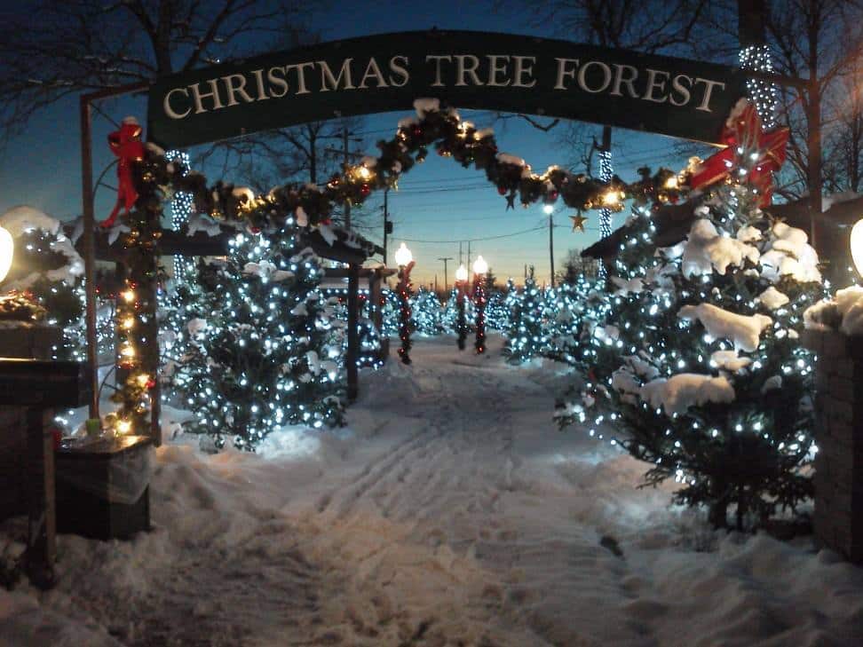 A magical forest of Christmas trees is waiting for you in Erie County