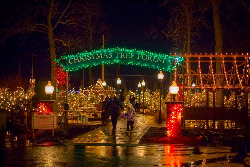 A magical forest of Christmas trees is waiting for you in Erie County