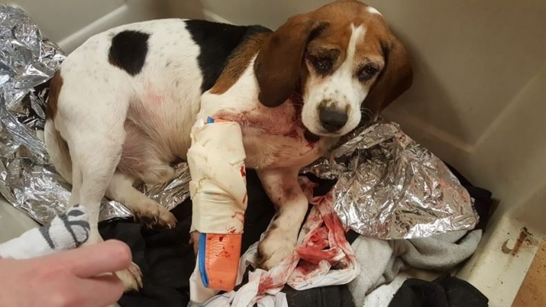Dog thrown from car on the move, is seriously injured and needs help