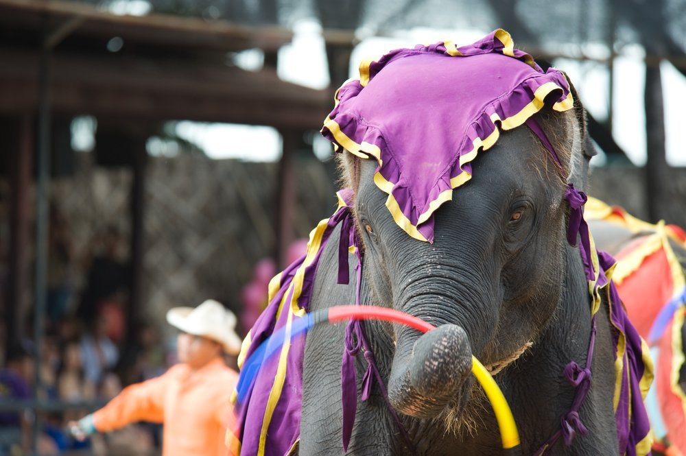 New Jersey is the first state in the U.S. that would ban circuses with wild animals