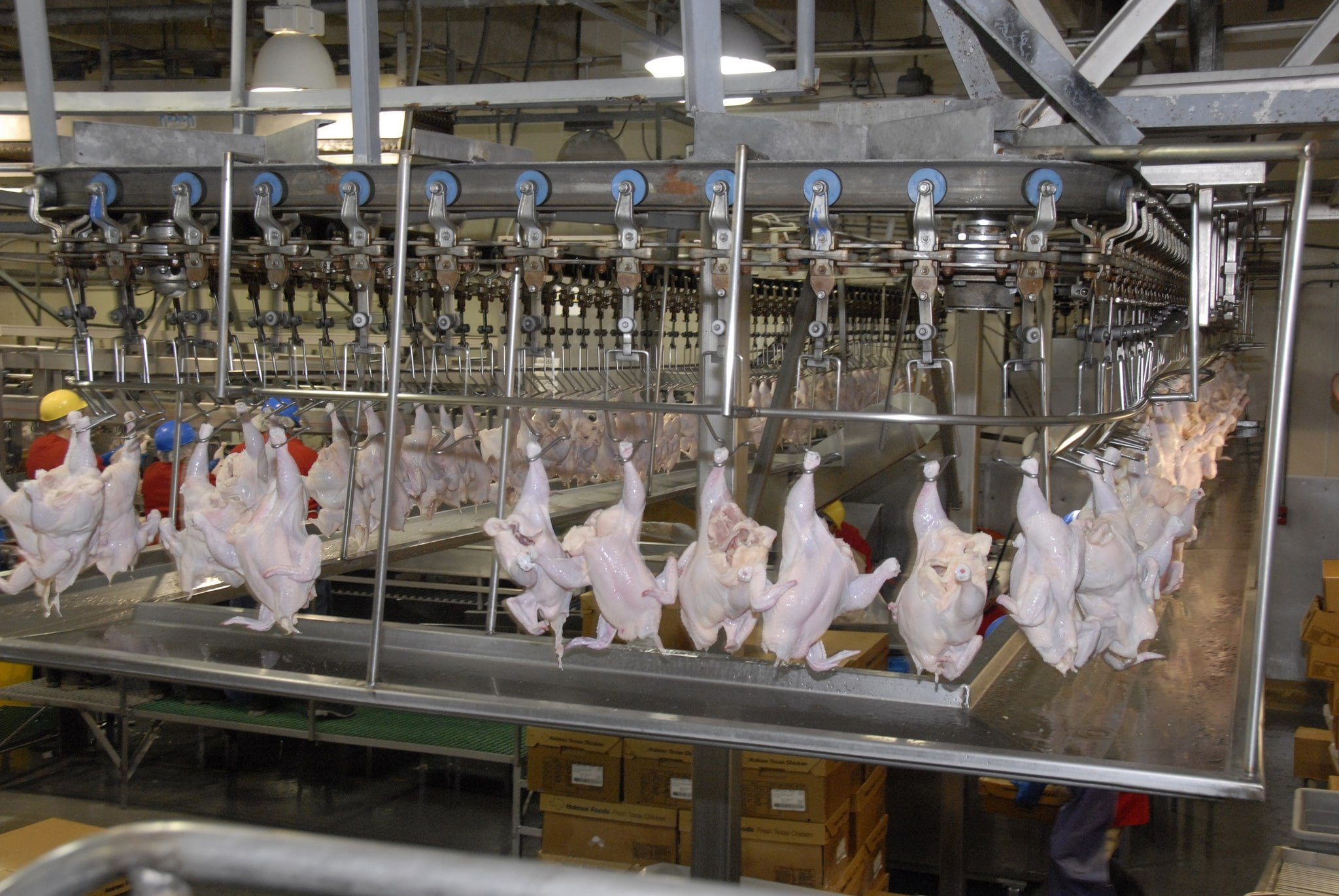 Methods of poultry slaughter in the USA horrendously inhumane — according to journalists