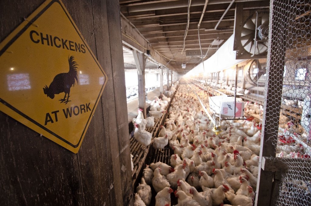 Methods of poultry slaughter in the USA horrendously inhumane — according to journalists