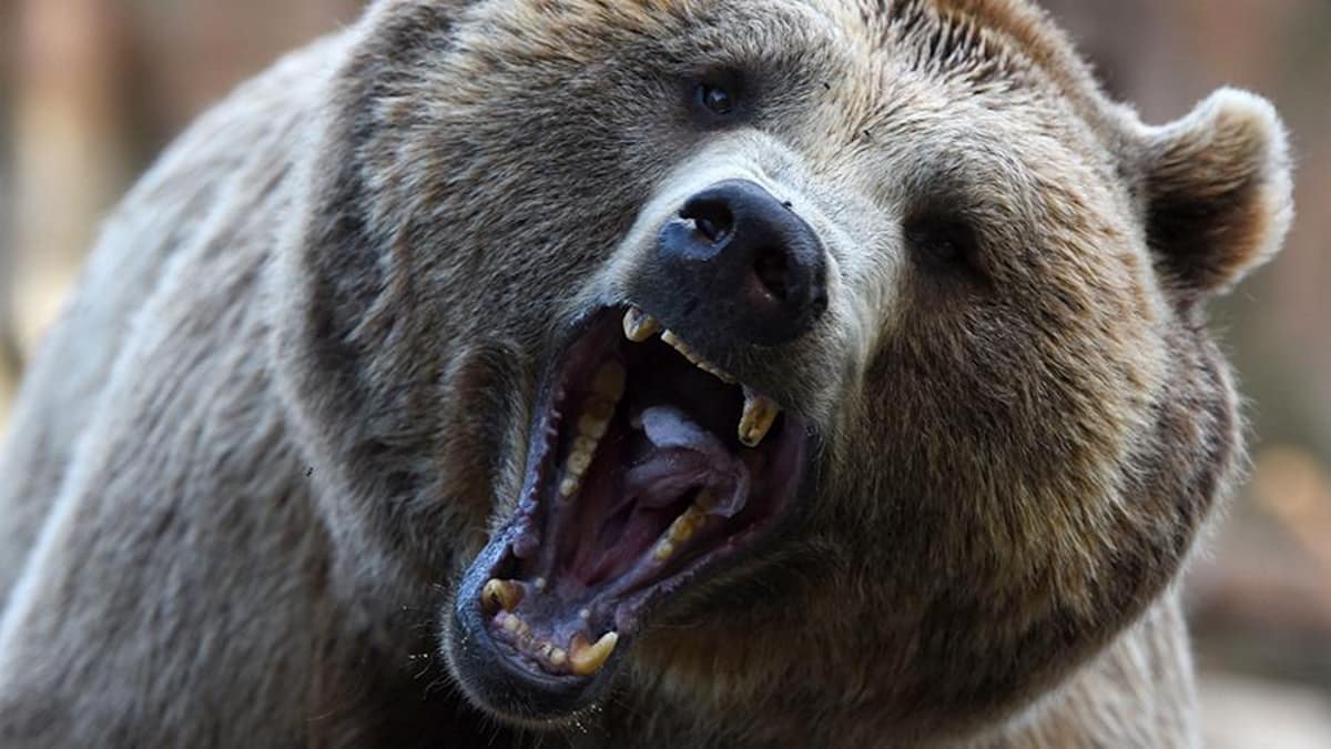 In Pennsylvania a woman miraculously survived a bear attack, although severely injured