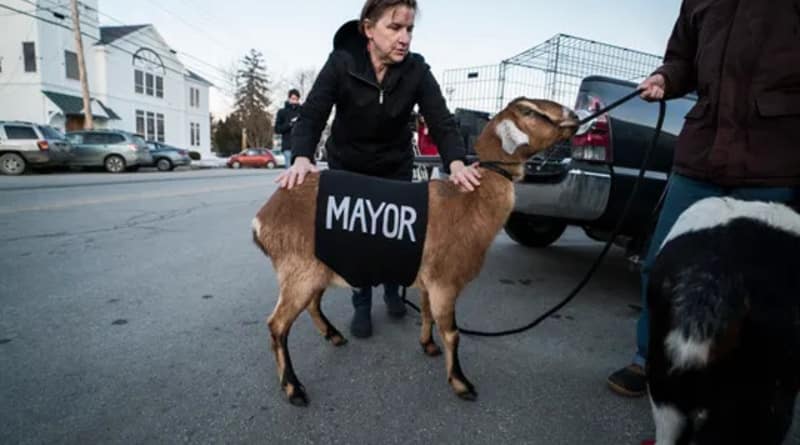 Goat, was elected mayor in Vermont, relieve themselves in the hall immediately after the oath