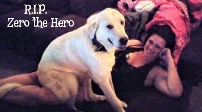 A dog saved a family from death by throwing himself on the arrow, and clutching in his hand, and he died