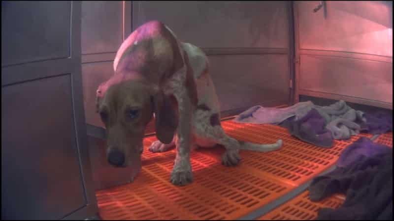Animal testing in Michigan: dogs fed pesticides and plan to kill