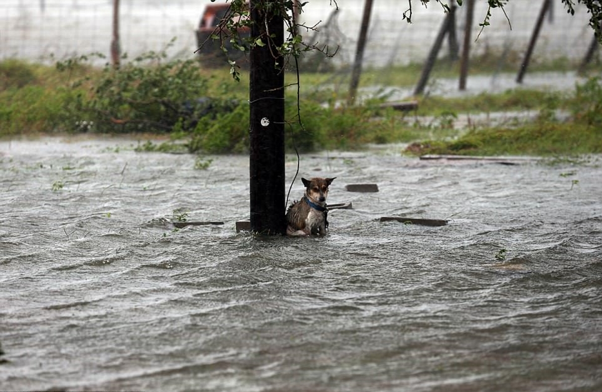 In Florida a bill banning people leave at-risk Pets in disasters