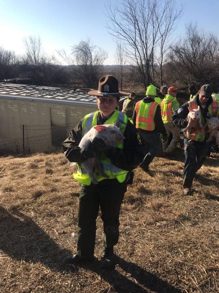 Illinois truck 3 thousand pigs got in an accident, after which animals were on the loose