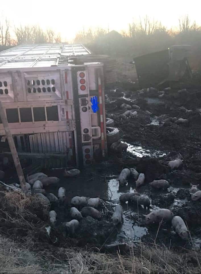 Illinois truck 3 thousand pigs got in an accident, after which animals were on the loose