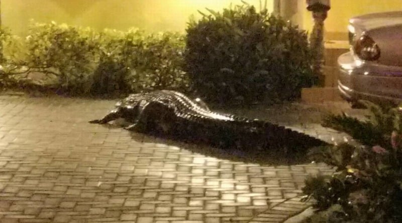 Firefighters rushed to help, seeing «the body in the road,» but it was a 3-foot alligator (photo)