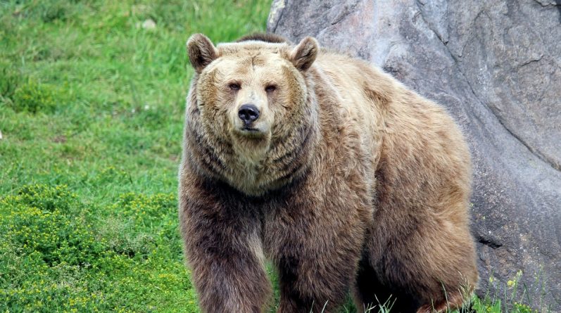 The teenager was able to fend off a grizzly that attacked him and threw him on the ground