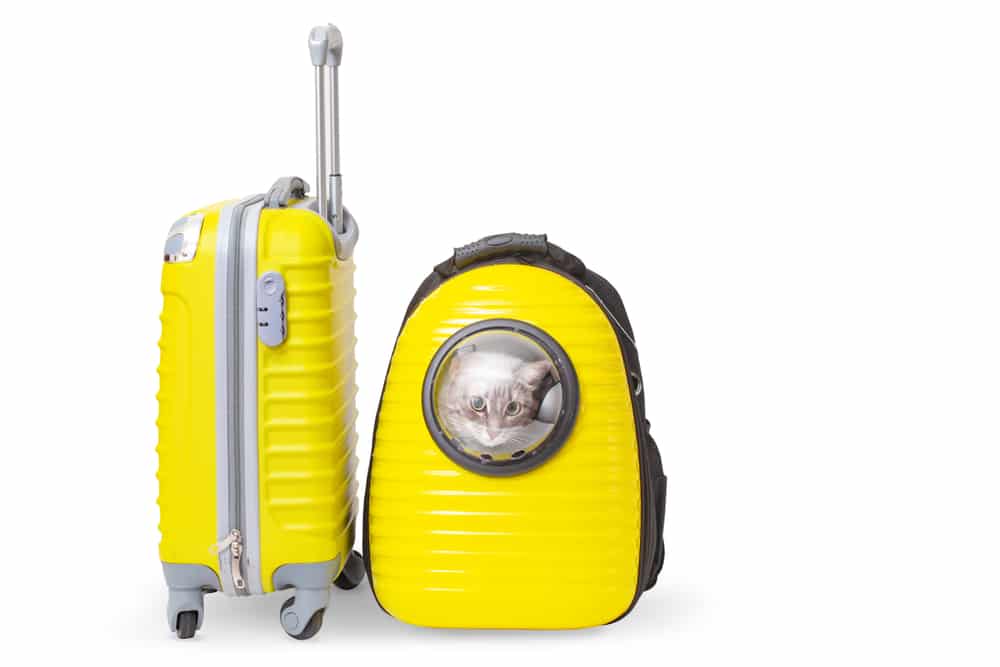 How to transport a pet in the United States: vaccination, tickets, passport
