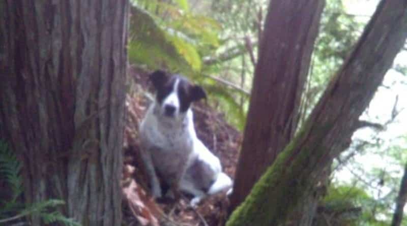 Faithful dog of the day sitting in the woods beside the body suddenly deceased owner and barking «led» to his rescuers