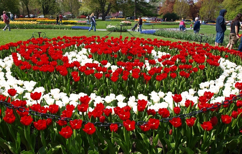 In may in upstate new York will host a colourful Albany Tulip Festival: get acquainted with Dutch culture