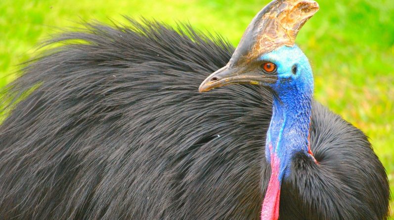 American killed by his pet — a huge bird, the cassowary