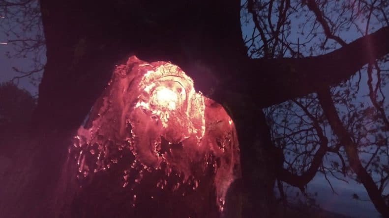 Lightning struck a tree, lit it from the inside – and it was spectacular (photo)