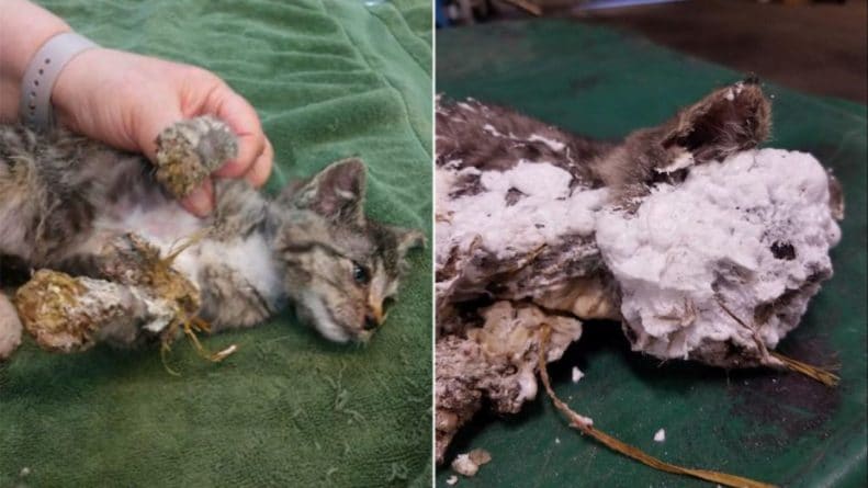In the trash found a live kitten, which «bricked» in spray foam and threw