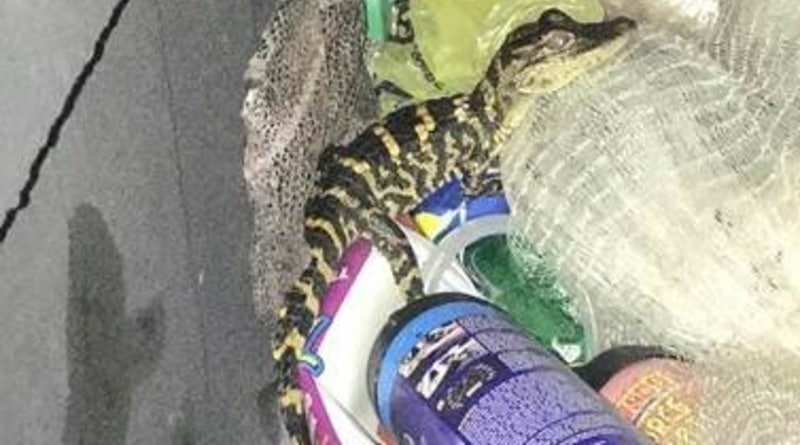 The girl from Florida pulled out of his pants alligator when she was stopped by a patrol (photo)