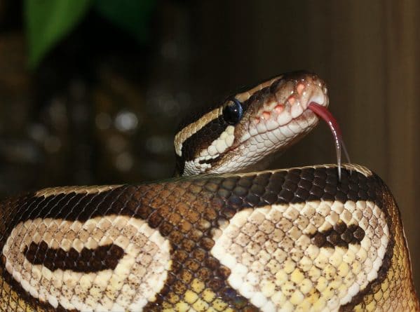 As in a nightmare: the Python crawled out of the toilet and bit the man