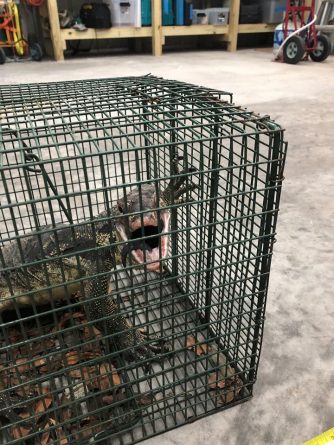 In the United States caught a four-foot monitor lizard, which «hunted» more than a year (photos)