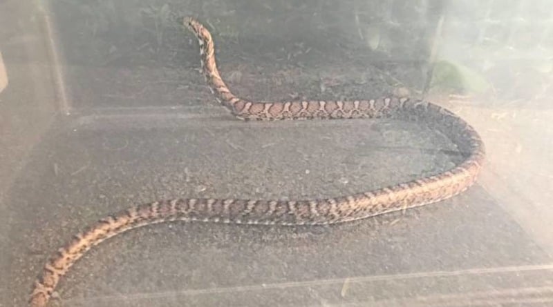 In Massachusetts, a five-foot snake crawled out from under the fridge and bit a 9-month-old boy