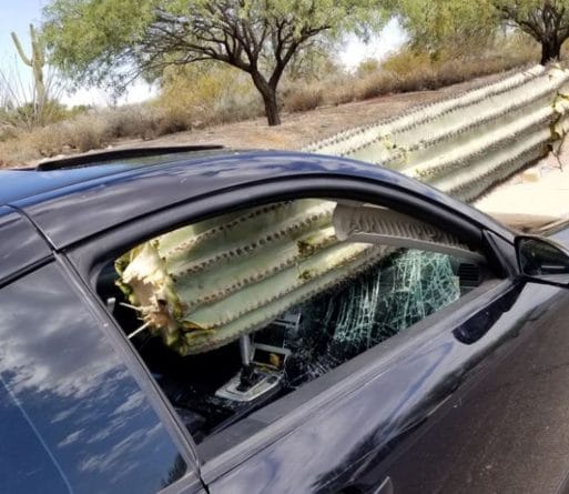Miraculous escape: a cactus the size of a tree pierced the windshield of the car (photo)