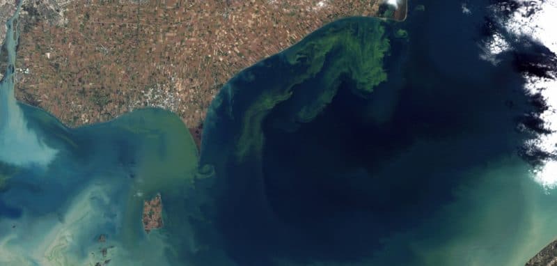 All the beaches of the Mississippi was closed due to toxic algal blooms