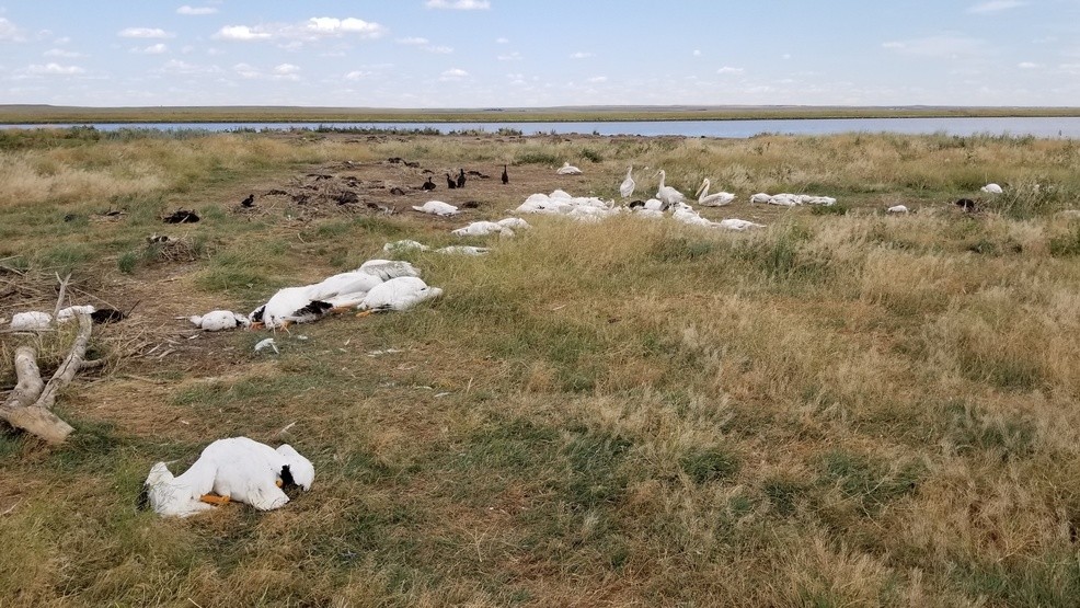 A hailstorm in Montana has killed and injured more than 11 thousand pelicans and ducks