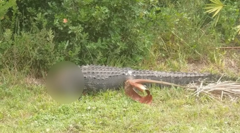 Florida unknown chainsaw decapitated alligator