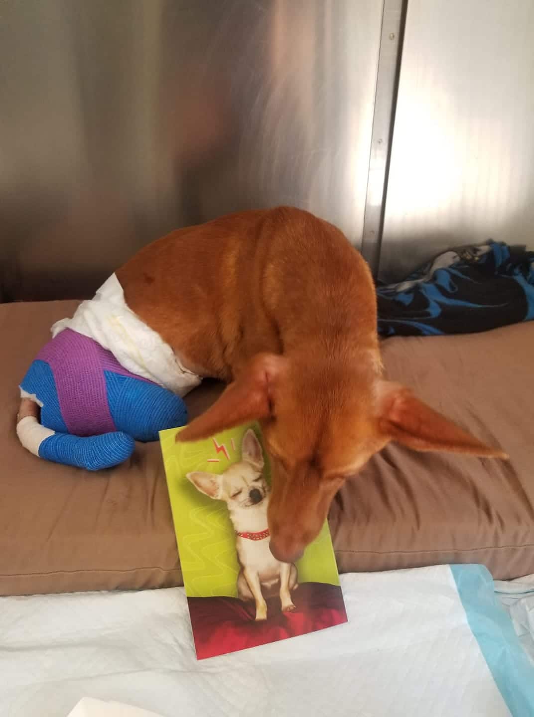 It’s hard to believe such cruelty. Mother and daughter arrested after dog found with sawn-off legs