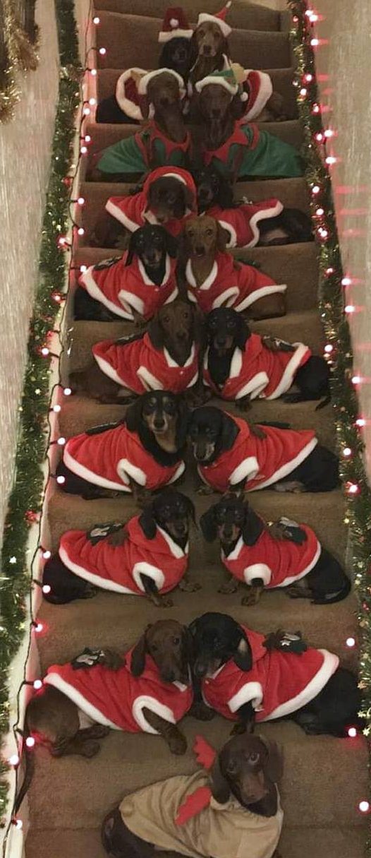 Christmas photo collection of 17 cute dachshunds became viral