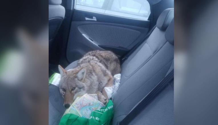 The driver hooked a dog on the road and took her to his car. But it was not the dog
