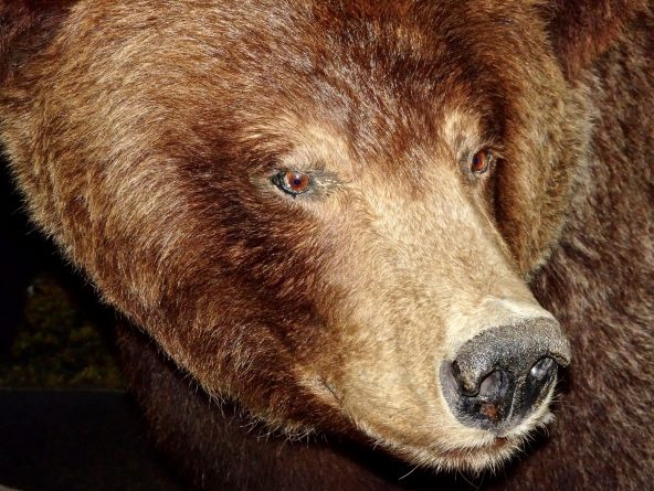 A man killed a grizzly bear «in self defense» and kept his claws as a souvenir