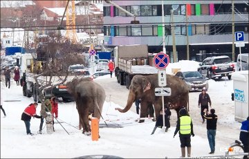 In Russia, the elephants ran away from the circus to lie in the snow