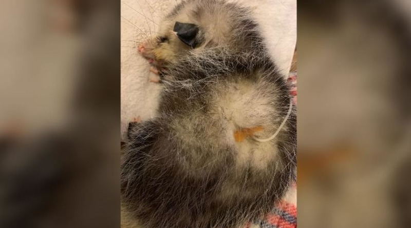 Unknown beat blindness of a baby possum on the Golf course