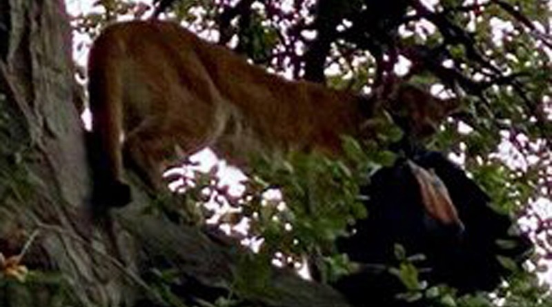 In the Californian nature Park, a mountain lion clung to the neck of a 3 year old