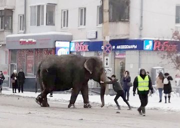 In Russia, the elephants ran away from the circus to lie in the snow