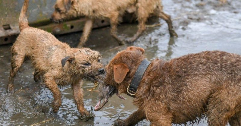 8 Terriers destroyed 730 huge rats and saved the pig farm