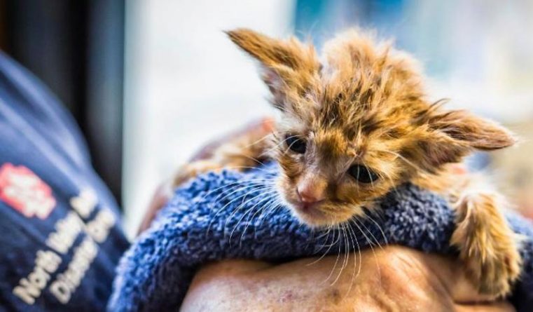 Kitten «Little Yoda» rescued during the fires in California