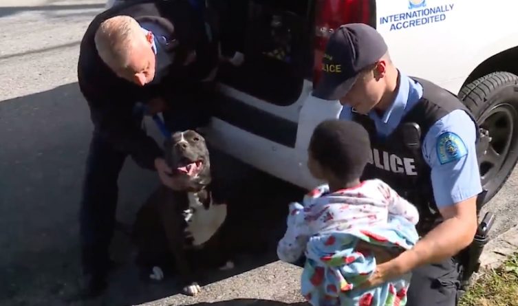 Homeless pit bull helped bring the missing boy back to his family by standing up to protect him