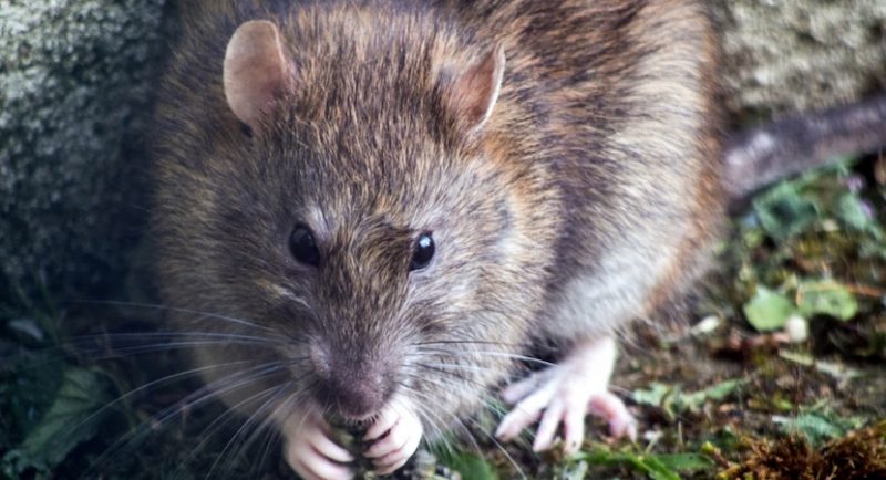 «He couldn't move»: New Yorker fell on the sidewalk into a pit infested with rats