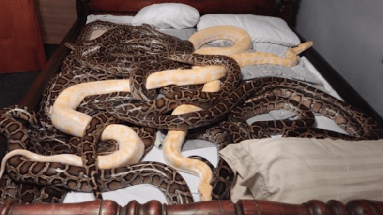 The snake lover kept 20 pythons, 585 rats and 46 rabbits at home